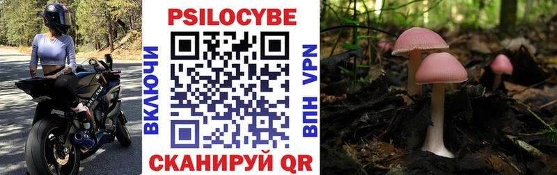 Галлюциногенные грибы Psilocybe Купить где Звенигород